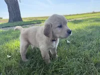 Opal , a female Golden Retriever for sale in Inwood, IA – 4 of 4