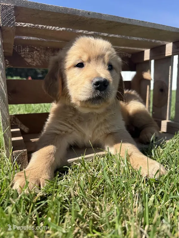 Opal  – Golden Retriever puppy for sale in Inwood, IA