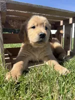 Opal , a female Golden Retriever for sale in Inwood, IA – 1 of 4
