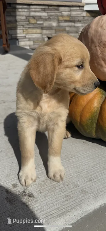 Bonnie  – Golden Retriever puppy for sale in Inwood, IA