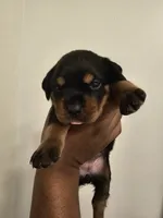Baby girl Grey , a female Rottweiler for sale in Chicago, IL – 1 of 3