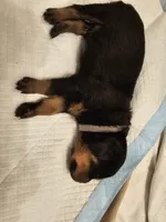Baby girl Grey , a female Rottweiler for sale in Chicago, IL – 2 of 3