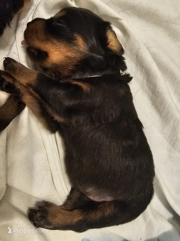 Baby girl black  – Rottweiler puppy for sale in Chicago, IL