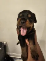 Baby girl black , a female Rottweiler for sale in Chicago, IL – 2 of 2