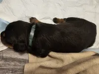 Baby girl green , a female Rottweiler for sale in Chicago, IL – 2 of 3