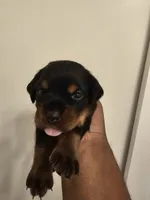 Baby girl green , a female Rottweiler for sale in Chicago, IL – 3 of 3