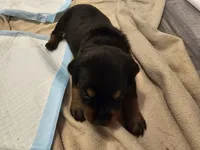 Baby girl Grey , a female Rottweiler for sale in Chicago, IL – 3 of 3