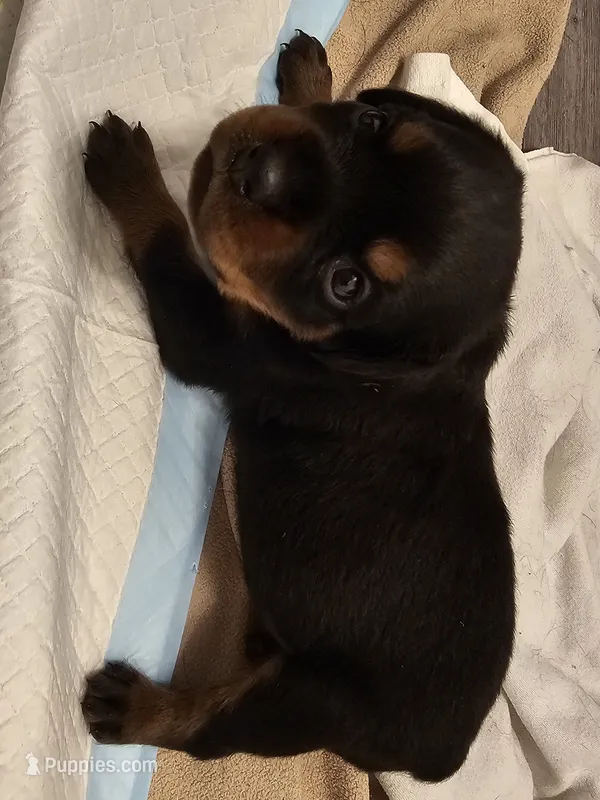 Baby girl green  – Rottweiler puppy for sale in Chicago, IL