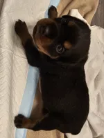Baby girl green , a female Rottweiler for sale in Chicago, IL – 1 of 3