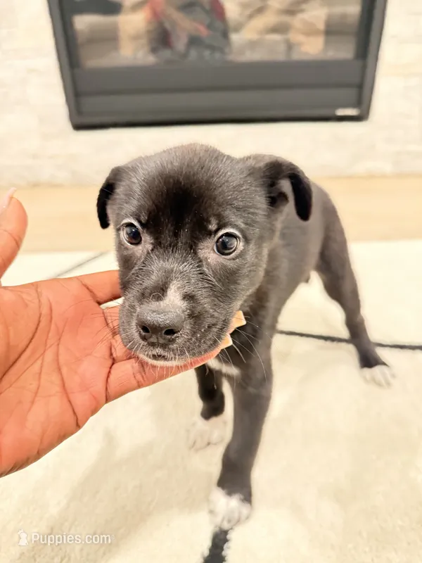 Moon  – Boxer, Siberian Husky puppy for sale in Mableton, GA