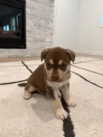 Copper , a male Boxer and Siberian Husky for sale in Mableton, GA – 3 of 3