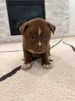Bronze , a male Boxer and Siberian Husky for sale in Mableton, GA – 2 of 2