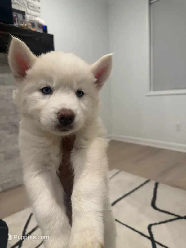 Snow  – Siberian Husky puppy for sale in Mableton, GA