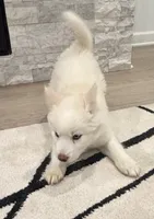 Snow , a female Siberian Husky for sale in Mableton, GA – 2 of 4