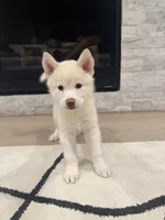 Sprinkle , a female Siberian Husky for sale in Mableton, GA – 2 of 4