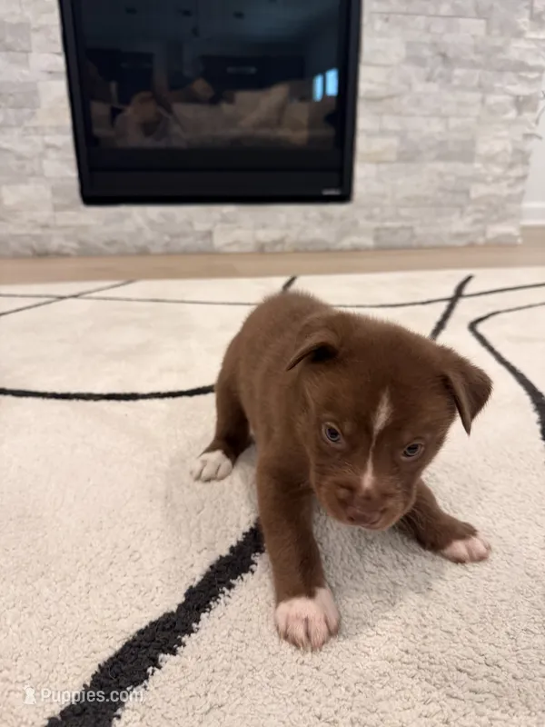 Bronze  – Boxer, Siberian Husky puppy for sale in Mableton, GA