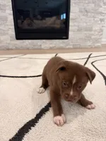 Bronze , a male Boxer and Siberian Husky for sale in Mableton, GA – 1 of 2