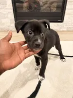 Moon , a female Boxer and Siberian Husky for sale in Mableton, GA – 3 of 6