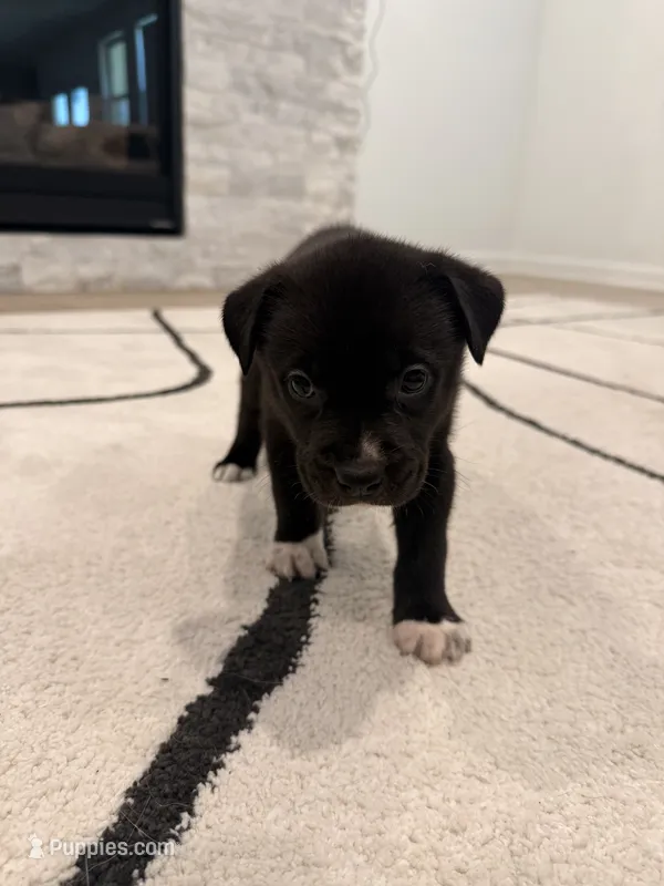 Moon  – Boxer, Siberian Husky puppy for sale in Mableton, GA