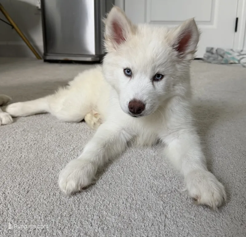 Snow  – Siberian Husky puppy for sale in Mableton, GA