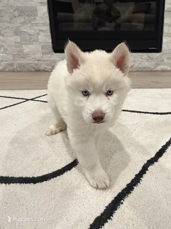Saint  – Siberian Husky puppy for sale in Mableton, GA