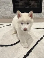 Saint , a male Siberian Husky for sale in Mableton, GA – 1 of 4