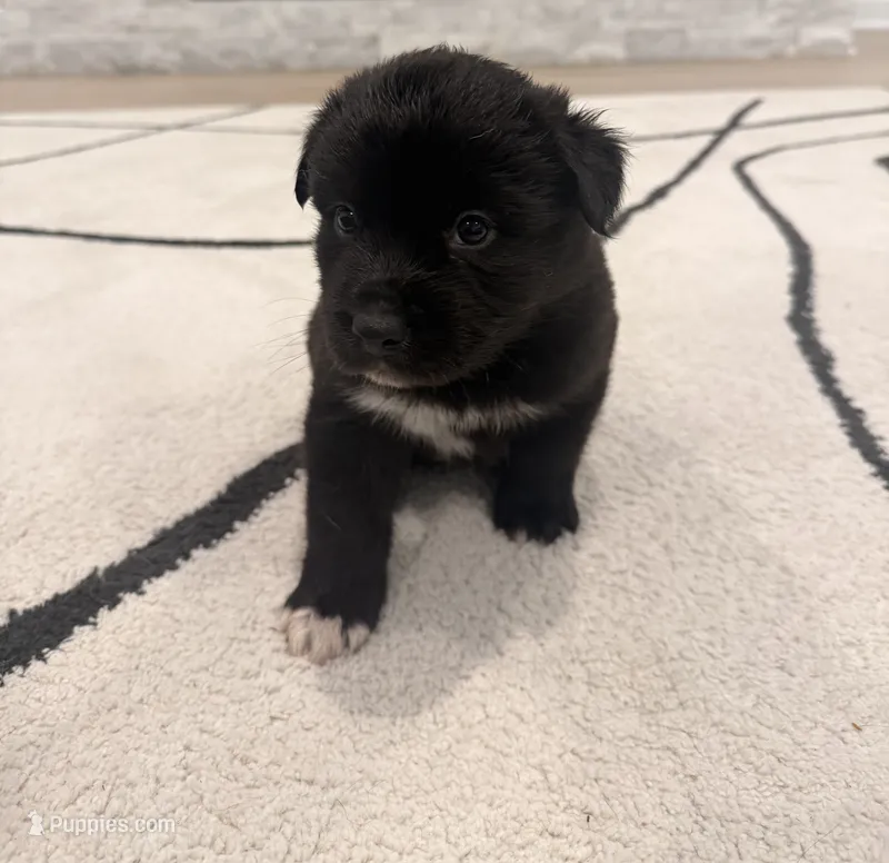 Onyx  – Boxer, Siberian Husky puppy for sale in Mableton, GA