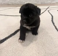 Onyx , a male Boxer and Siberian Husky for sale in Mableton, GA – 1 of 3