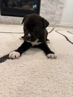 Midnight , a female Boxer and Siberian Husky for sale in Mableton, GA – 3 of 3