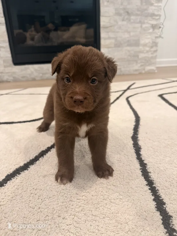Storm  – Boxer, Siberian Husky puppy for sale in Mableton, GA