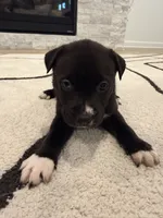 Midnight , a female Boxer and Siberian Husky for sale in Mableton, GA – 2 of 3