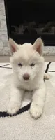 Saint , a male Siberian Husky for sale in Mableton, GA – 2 of 4