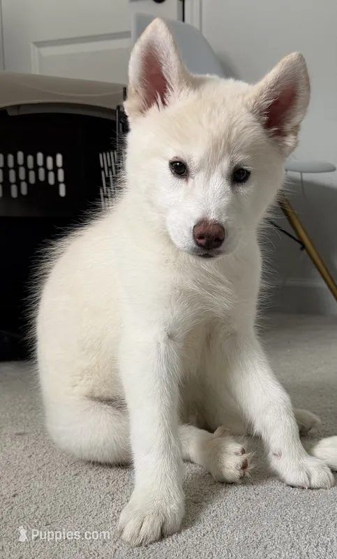 Sprinkle  – Siberian Husky puppy for sale in Mableton, GA