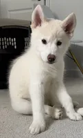 Sprinkle , a female Siberian Husky for sale in Mableton, GA – 1 of 7