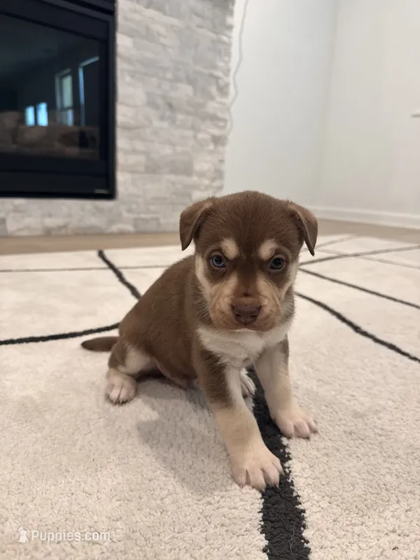 Copper  – Boxer, Siberian Husky puppy for sale in Mableton, GA