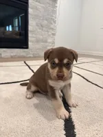 Copper , a male Boxer and Siberian Husky for sale in Mableton, GA – 1 of 3