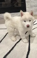 Saint , a male Siberian Husky for sale in Mableton, GA – 3 of 4