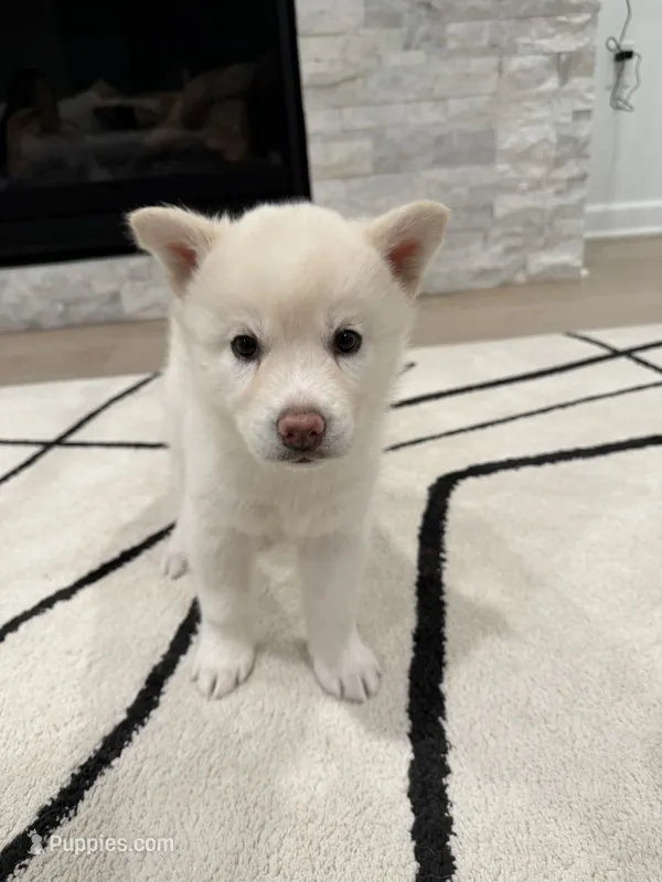 Sprinkle  – Siberian Husky puppy for sale in Mableton, GA
