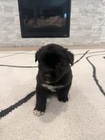 Onyx , a male Boxer and Siberian Husky for sale in Mableton, GA – 2 of 3