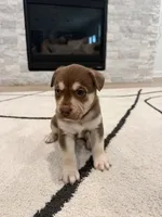Copper , a male Boxer and Siberian Husky for sale in Mableton, GA – 2 of 3