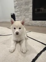 Sprinkle , a female Siberian Husky for sale in Mableton, GA – 3 of 4