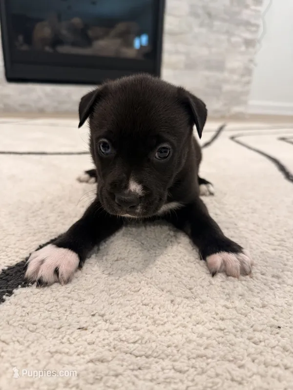 Midnight  – Boxer, Siberian Husky puppy for sale in Mableton, GA