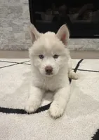 Saint , a male Siberian Husky for sale in Mableton, GA – 4 of 4