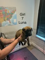 Girl 1, a female Belgian Malinois for sale in Chattanooga, TN – 6 of 7