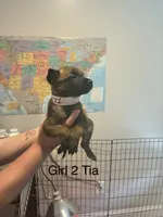 Girl 1, a female Belgian Malinois for sale in Chattanooga, TN – 2 of 7