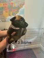 Girl 1, a female Belgian Malinois for sale in Chattanooga, TN – 7 of 7