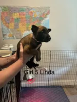Girl 1, a female Belgian Malinois for sale in Chattanooga, TN – 3 of 7