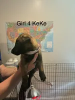 Girl 1, a female Belgian Malinois for sale in Chattanooga, TN – 5 of 7