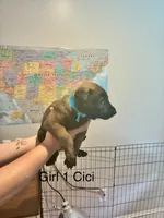 Girl 1, a female Belgian Malinois for sale in Chattanooga, TN – 4 of 7