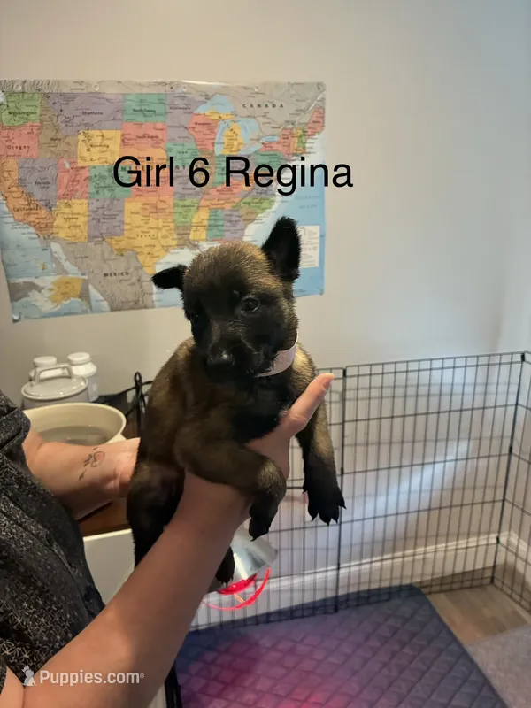 Girl 1 – Belgian Malinois puppy for sale in Chattanooga, TN